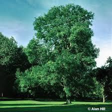 Fraxinus excelsior