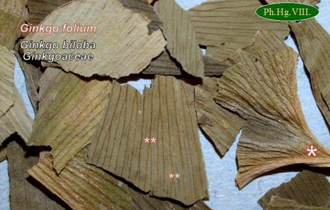 Ginkgo folium ginkgolevél Felhasználási területek: Csökkent