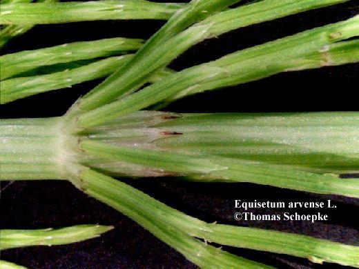 Equisetum