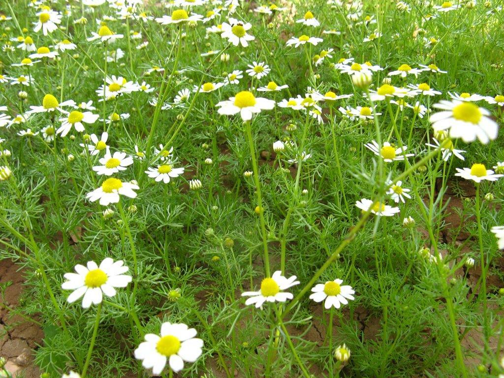 Matricaria recutita
