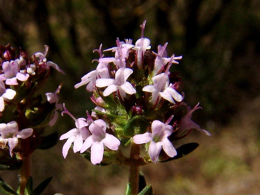 Thymus vulgaris - kerti kakukkfű Lamiaceae ajakosvirágúak családja Törpecserje,