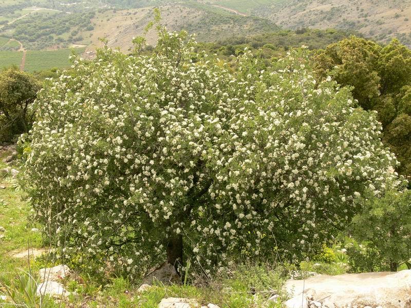 Crataegus azarolus francia galagonya Krétától