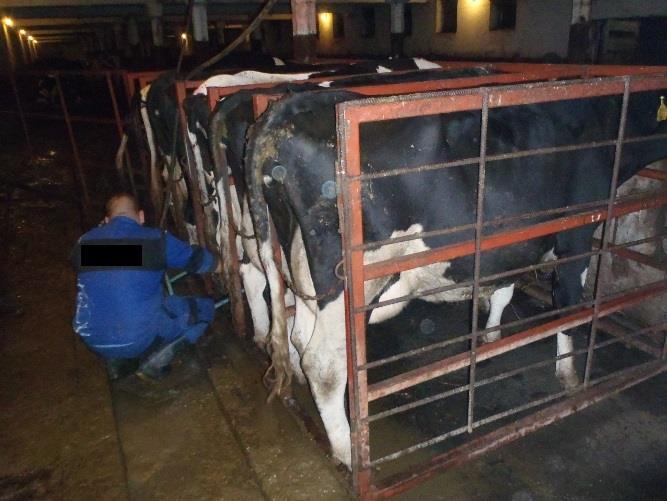 Továbbra sem veszélytelen Túlsó oldali tőgybimbók nehezen elérhetők Különösen nyakfogó esetén: