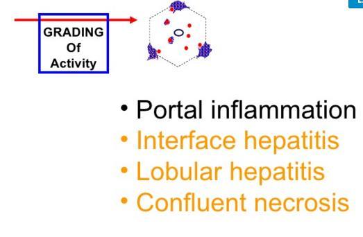 Akut és krónikus hepatitisek A hepatitis C lefolyása