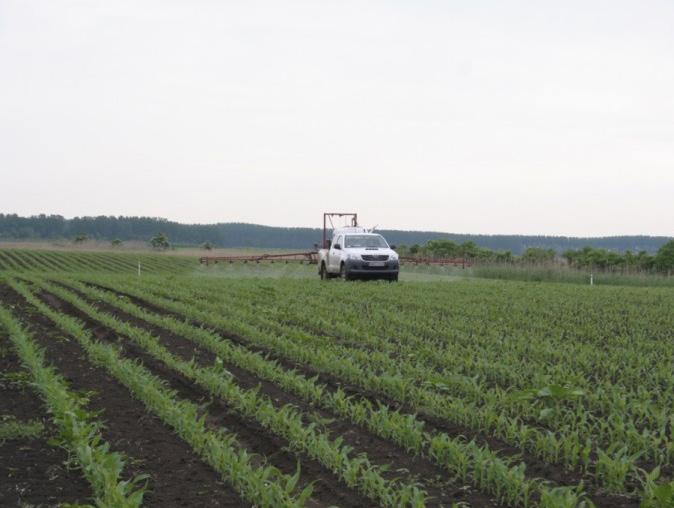 Szabó (2010) megemlíti még a levél alá permetezést, ami irányított permetezés a késői gyomosodás megakadályozása érdekében.