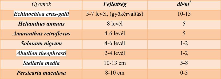 Jelen van a szőrös disznóparéj (Amaranthus retroflexus), a fekete csucsor (Solanum nigrum), selyemmályva (Abutilon