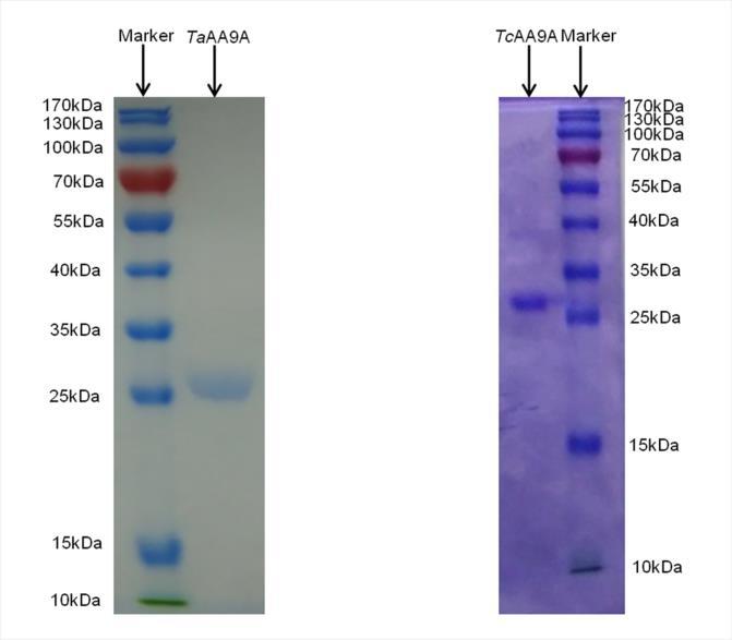 29 30 31 Fig. S1 SDS-PAGE of purified TaAA9A E. coli 