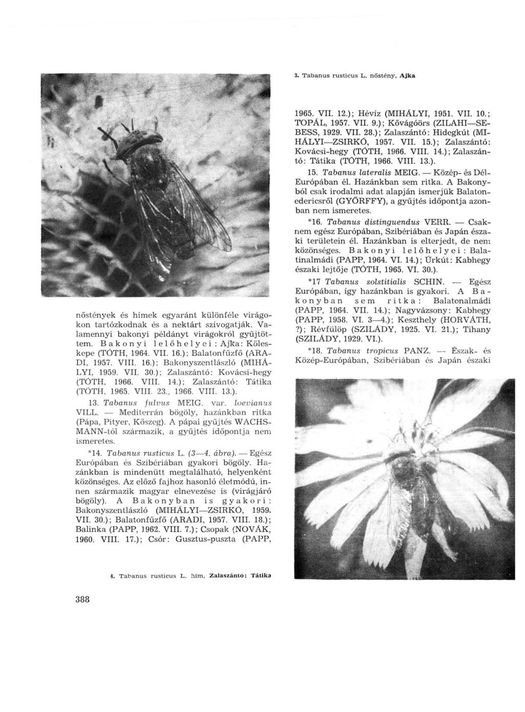 3. Tabanus rusticus L. nőstény, Ajka nőstények és hímek egyaránt különféle virágokon tartózkodnak és a nektárt szívogatják. Valamennyi bakonyi példányt virágokról gyűjtöttem.