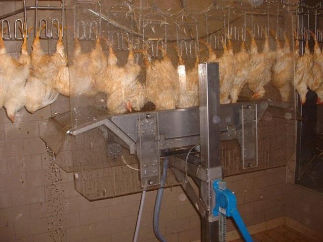 A kábítás a baromfi esetében univerzális elektromos kábítóberendezésben történik váltóárammal, 50 Hz frekvencián, 0,1 A áramerősséggel, 70-90 V feszültséggel.