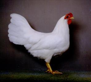 Fehér leghorn New hampshire Sárga magyar Arany olasz kakas 6. ábra: Fontosabb tyúkfajták (https://www.tankonyvtar.