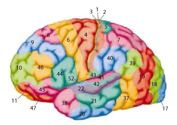 organization between cortical areas Korbinian