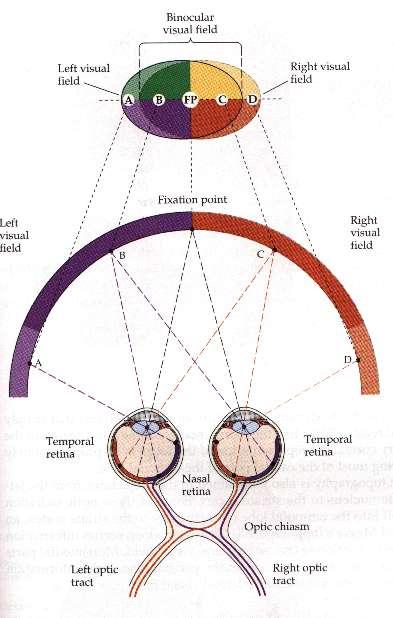Visual Field Representation The axons of ganglion cells exit the eyes via the optic nerve, partially cross at the optic chiasm, and form two optic tracts, so that the right and left hemifields reach