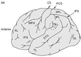 specific information from among multiple sensory stimuli; exogenous and endogenous orienting Structures: pulvinar, superior colliculus, superior parietal lobe,