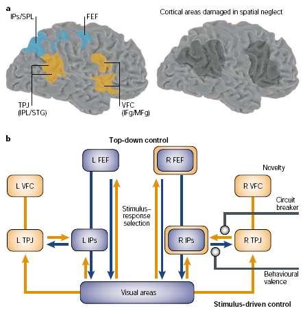 GOAL-DIRECTED AND STIMULUS-DRIVEN ATTENTIONAL SYSTEM Dorsal goal-directed attentional network is involved in preparing and applying goal-directed (top-down) selection for stimuli and responses