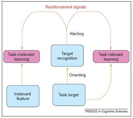 Model of perceptual learning (Seitz & Watanbe, TICS, 2005) Long-term sensitivity enhancements to task-relevant or irrelevant stimuli
