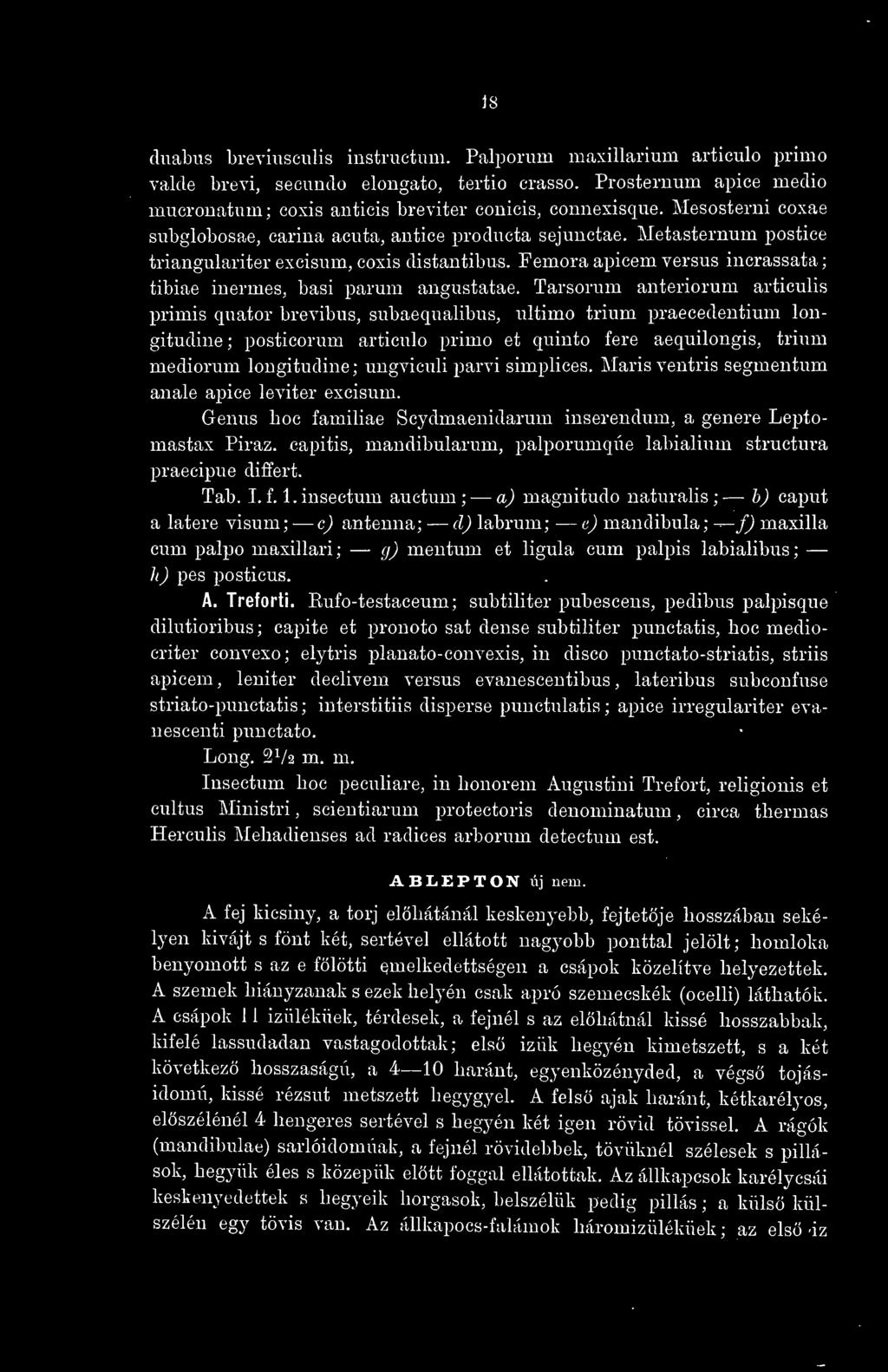 is duabiis breviiisculis instructum. Palporum maxillarium articulo primo valde brevi, secundo elougato, tertio crasso. Prosternum apice medio mucronatum; coxis anticis breviter conicis, connexisque.