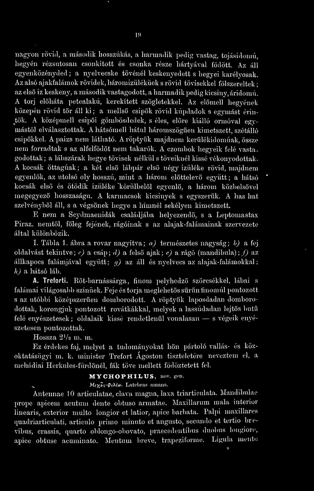 Az alsó ajakfalámok rövidek, háromizüléküek s rövid tövisekkel fölszereltek : az els iz keskeny, a második vastagodott, a harmadik pedig kicsiny, áridomú.