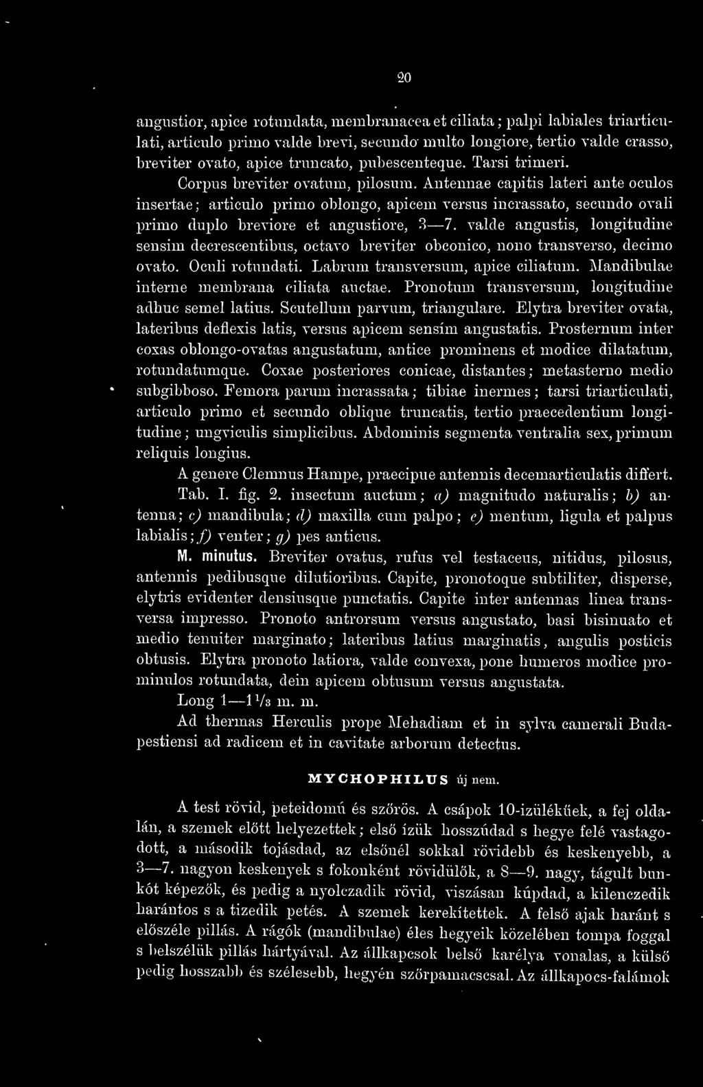 Antennae capitis lateri ante oculos insertae ; artieulo j)rimo oblongo, apicem versus incrassato, secundo ovali primo duplo breviore et angustiore, 3 7.