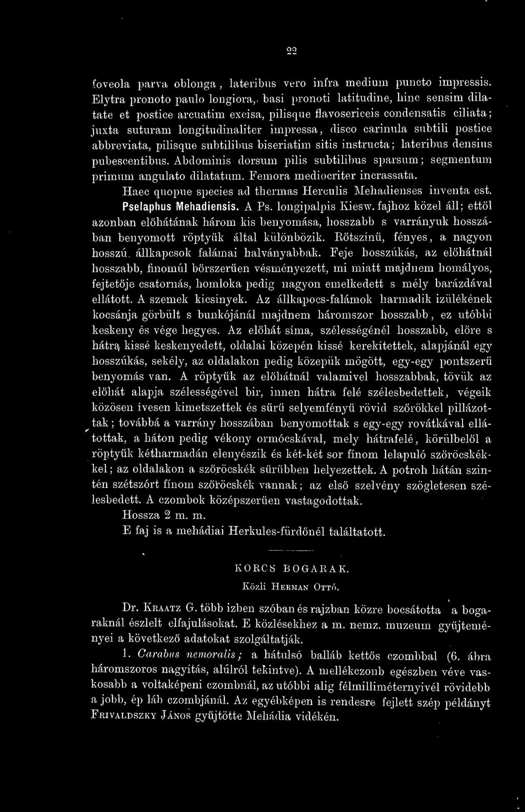 carinula subtili postice abbreviata, puisque subtilibus biseriatim sitis instructa; lateribus densius pubescentibus. Abdominis dorsum pilis subtilibus sparsum; segmentum primum angulato dilatatum.