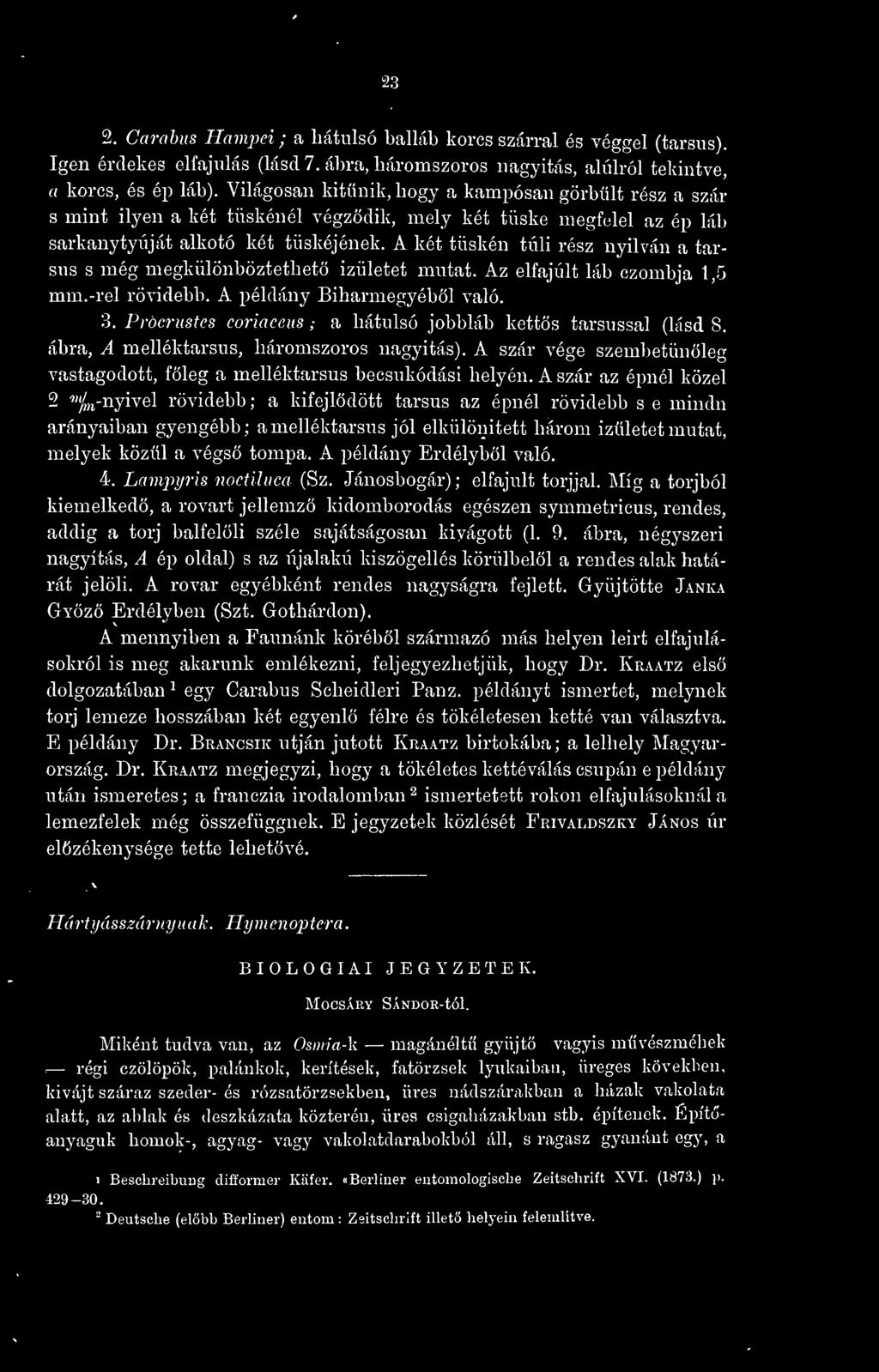 23 2. Carahus Hampei ; a hátulsó balláb korcs szárral és véggel (tarsus). Igen érdekes elfajulás (lásd 7. ábra, háromszoros nagyítás, alulról tekintve, a korcs, és ép láb).