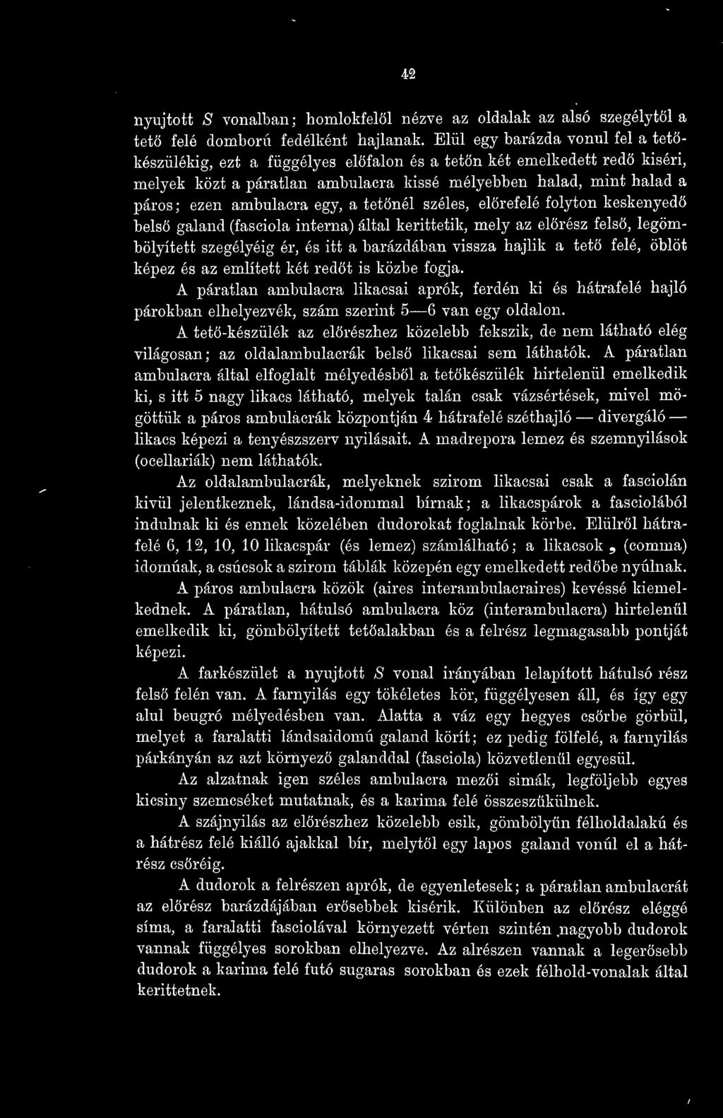 egy, a tetnél széles, elrefelé folyton keskenyed bels galand (fasciola interna) által kerittetik, mely az elrész fels, legömbölyített szegélyéig ér, és itt a barázdában vissza hajlik a tet felé,