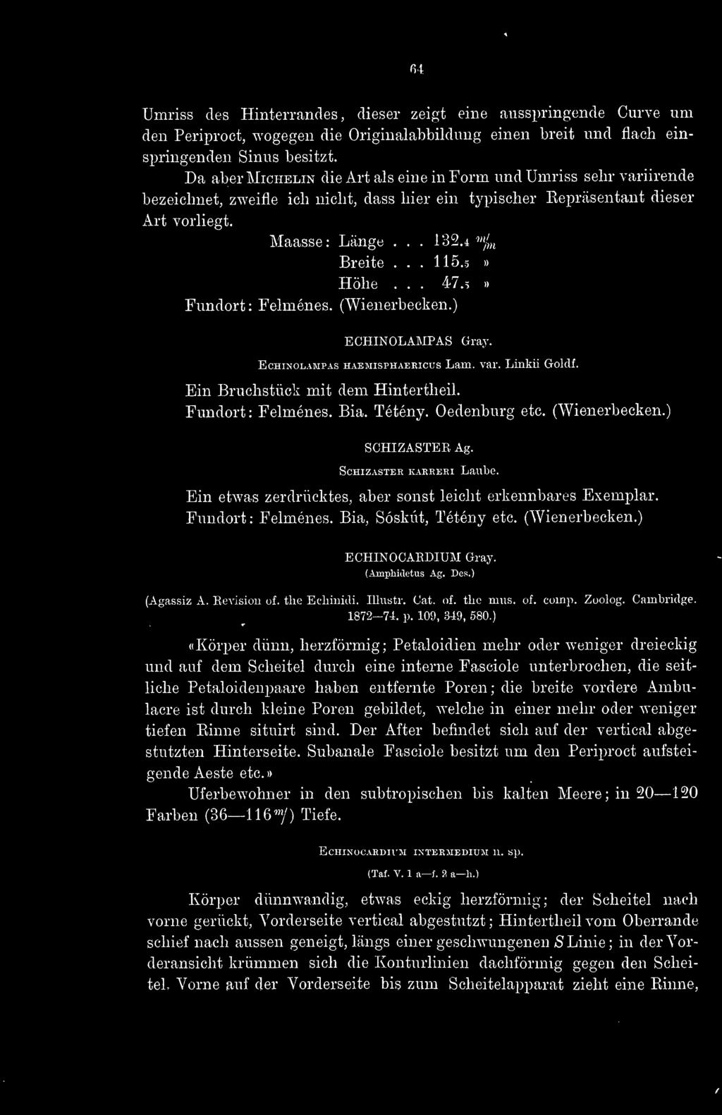 g» Höhe... 47.5» Fundort: Felménes. (Wienerbecken.) ECHINOLAMPAS Gray. EcHiNOLAMPAs HAEMisPHAERicus Lam. vai. Linkü Goldf. Ein Bruchstück mit dem Hintertheil. Fundort : Felménes. Bia. Tétény.