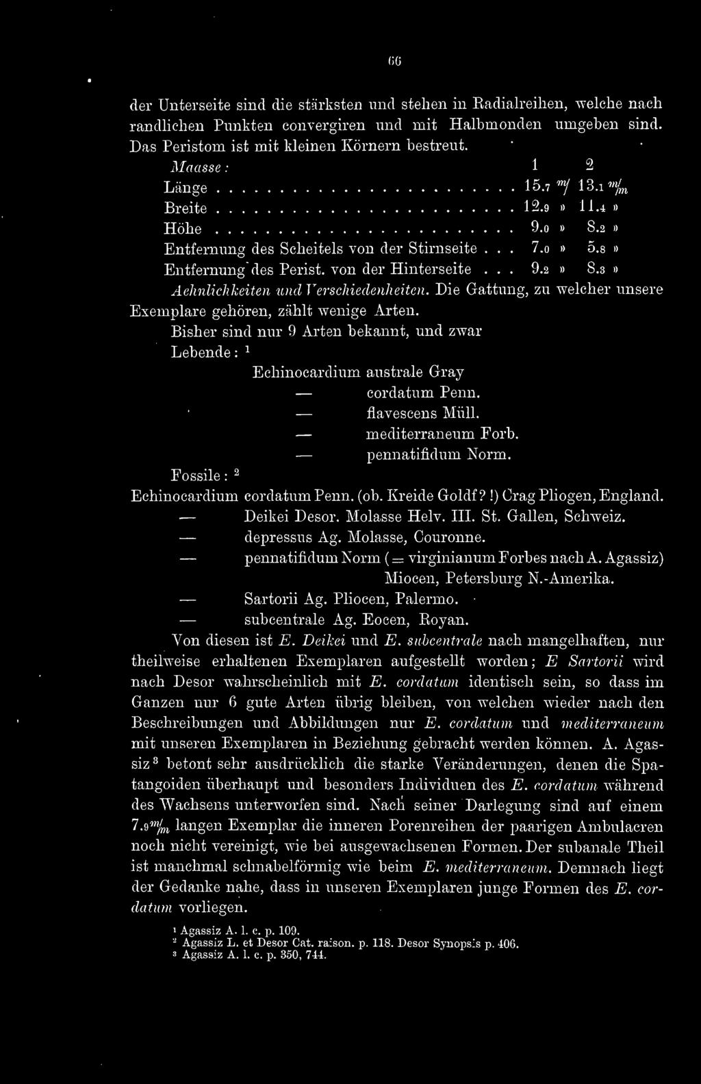 3»> Aehnlichkeiten und Verschiedenheiten. Die Gattung, zu welcher unsere Exemplare gehören, zählt wenige Arten.