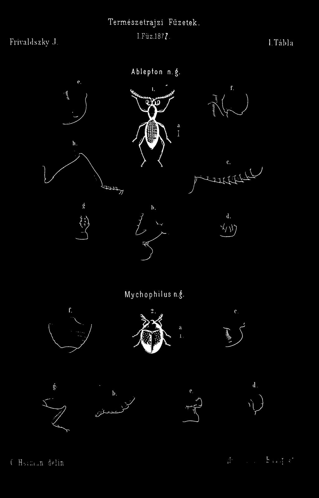 a Ablepton n.^. i. lychophilus n.^. e 0.