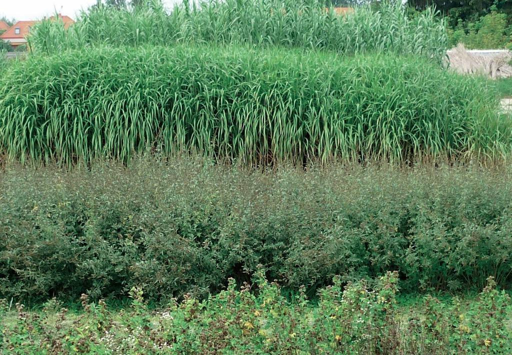 A biomassza fajtái A biológiai eredetű biomassza ezek alapján lehet növényi eredetű, p ldául: természetes vegetációból, szántóföldi vagy kertészeti növényekből, erdőből, rétről, legelőről vagy vízi