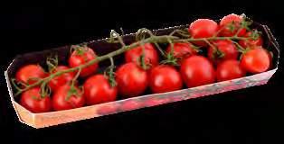 SNACK /db, sajt,