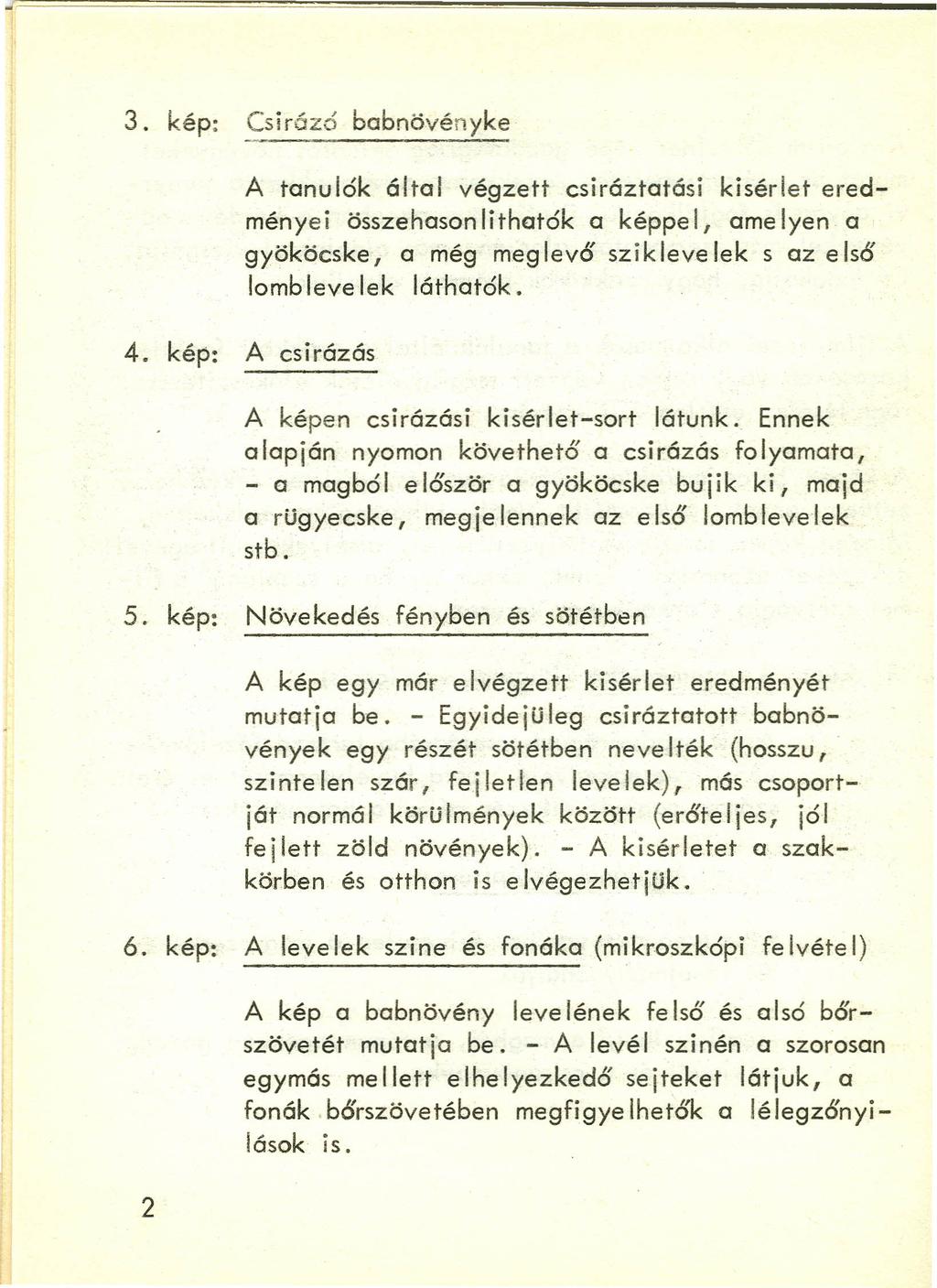 3. kép: Csirázó bobnövényke A tonulók által végzett csiráztotási kisérlet eredményei összehosonlithotók a képpel, amelyen a gyököcske, a még meglevő sziklevelek s az első lomb leve lek láthatók. 4.