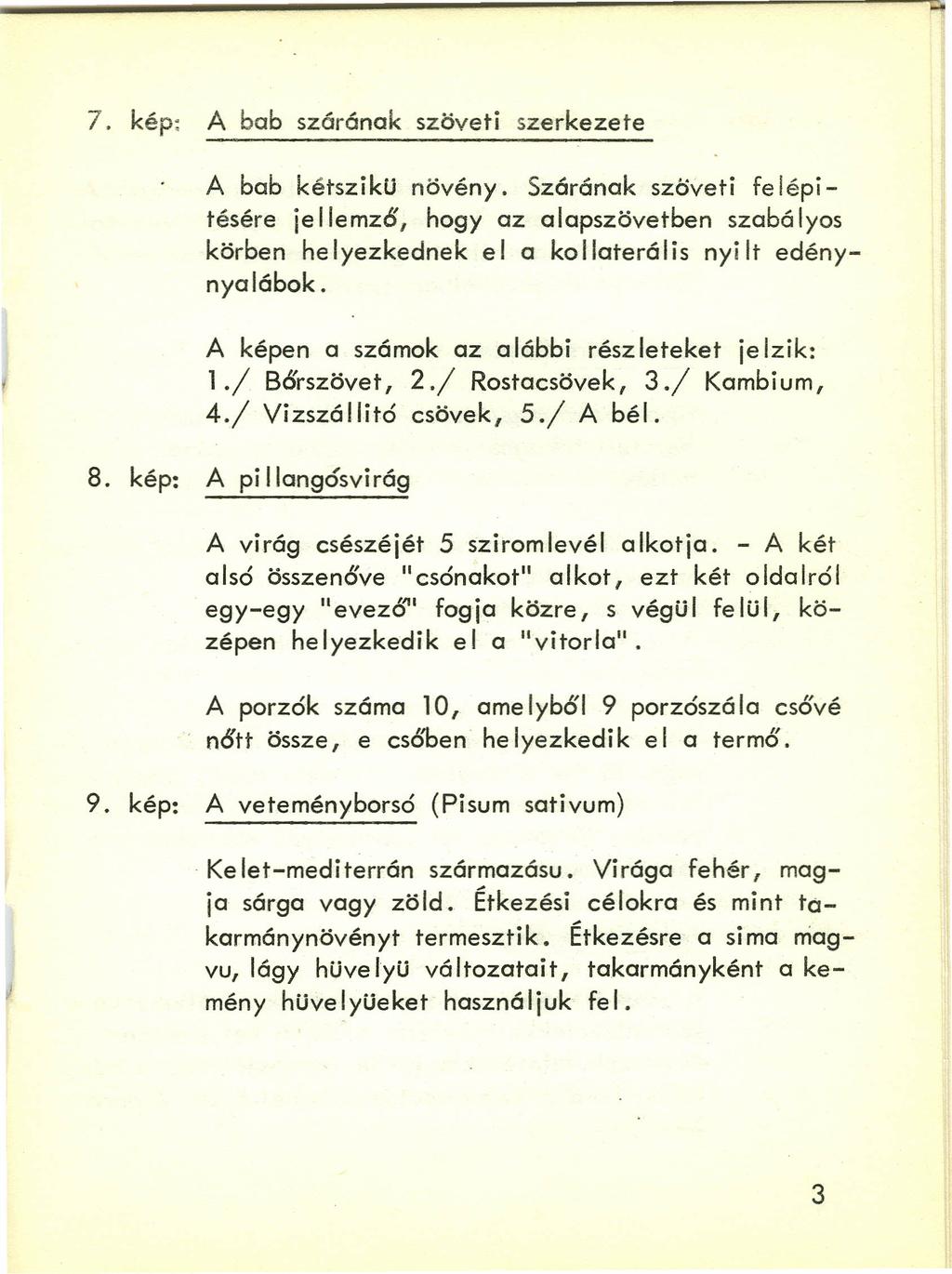 7. kép: A bab szárának szöveti szerkezete A bab kétszikü növény. Szárának szöveti fe lépitésére je Ilemző, hogy az alapszövetben szcbö Iyos körben helyezkednek el a kollaterális nyilt edénynyalábok.