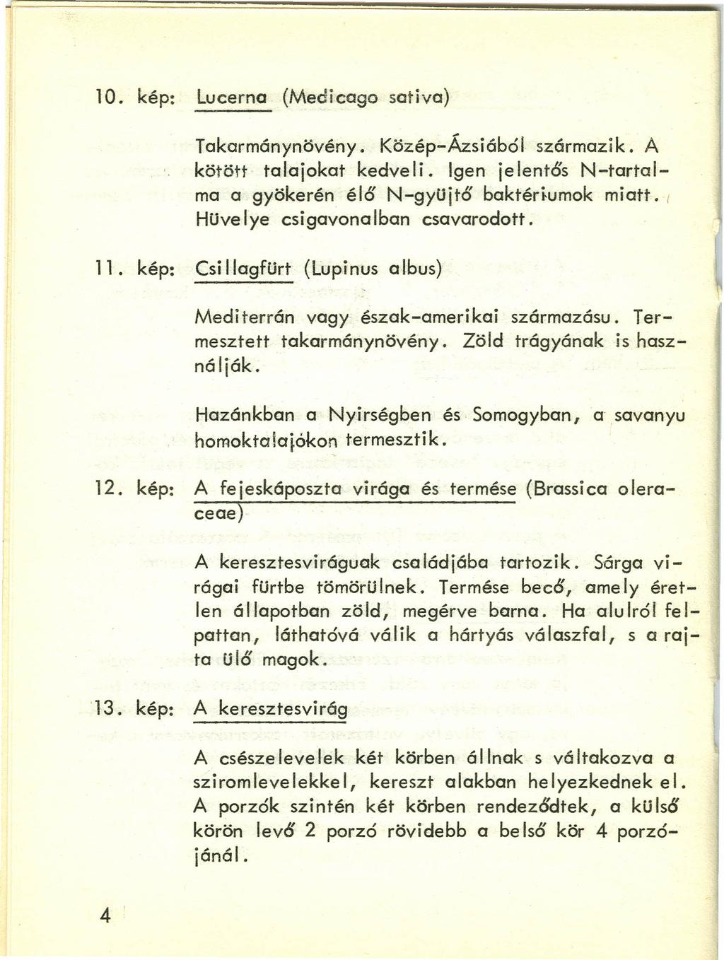 10. kép: Lucerna (Medicago sativa) Takarmánynövény. Közép-Ázsiából származik. A kötött talajokat kedveli. Igen jelentős N-tartalma a gyökerén élő N-gyüjtő baktériumok miatt.