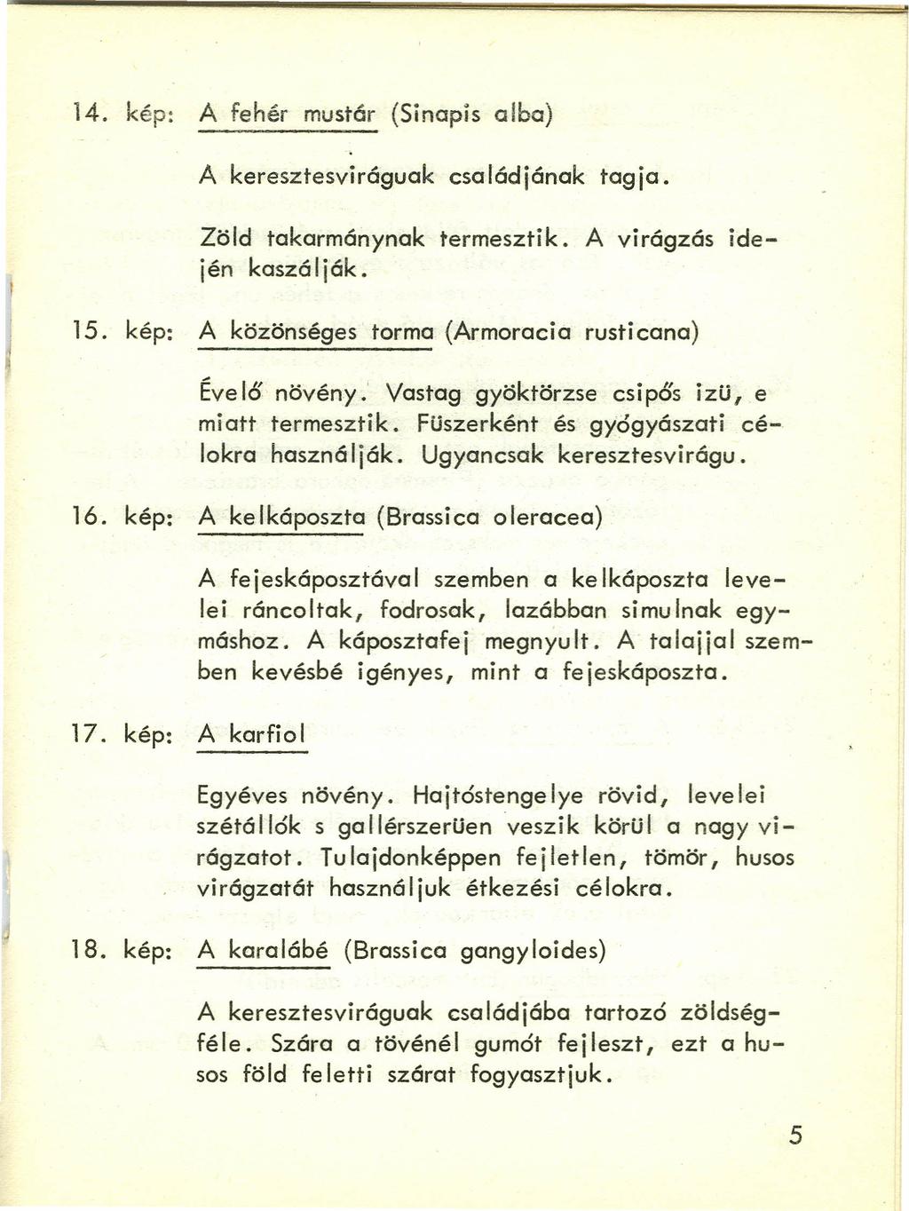 14. kép: A fehér mustár (Sinapis alba) A keresztesviráguak családjának tagja. Zöld takarmánynak termesztik. A virágzás idején kaszálják. 15.