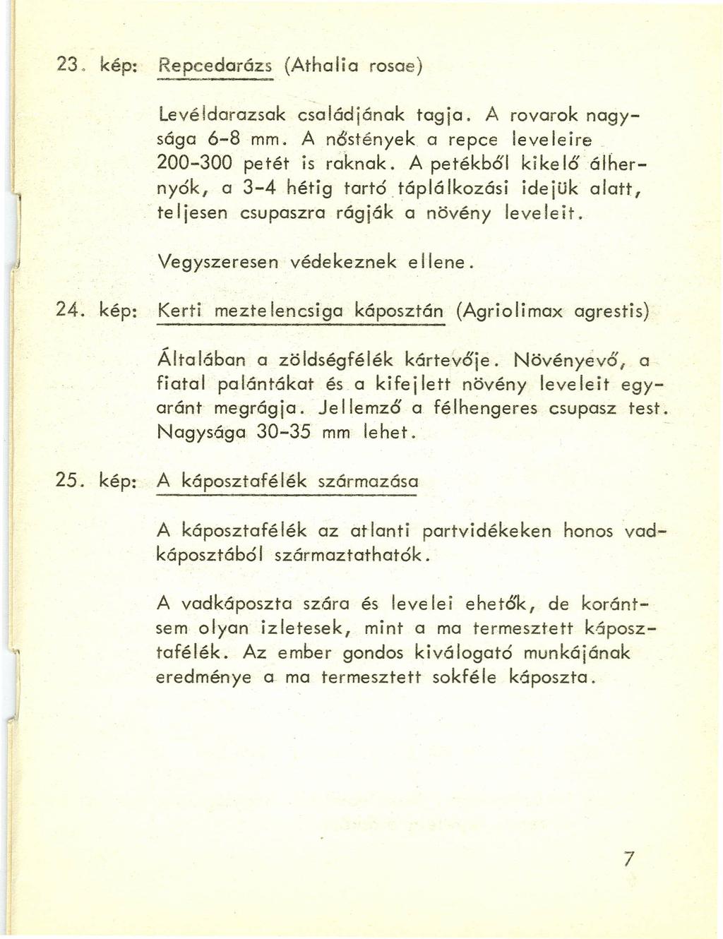 23. kép: Repcedarázs (Athalia rosae) Levéldarazsak családjának tagja. A rovarok nagysága 6-8 mm. A nőstények a repce leveleire 200-300 petét is raknak. A petékből kike lő álhernyók, a 3-4 hétig tartó.