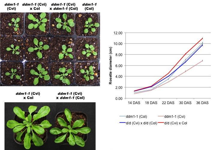 Figure S8. Phenotype of the ddm1 mutant hybrid between Cvi and Col background lines at 21 DAS (Upper left) and 36 DAS (Bottom left).