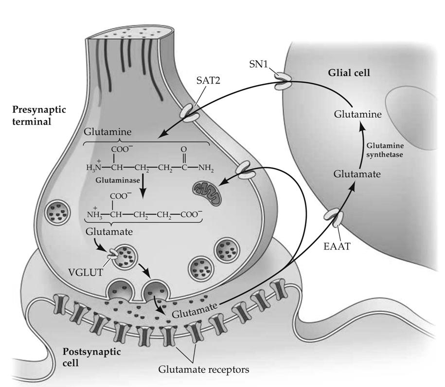 Néhány kiemelt neurotranszmitter keletkezése, inaktivációs mechanizmusa és receptorai 1.