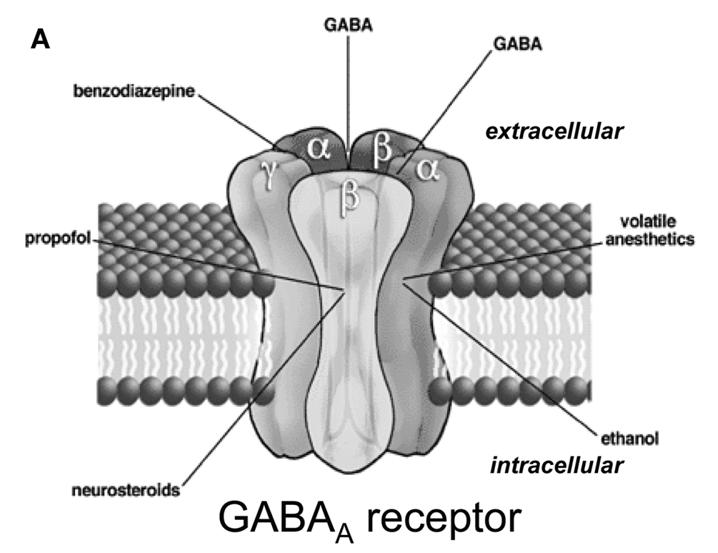 A glutamát-gaba rendszer legfontosabb ionotróp receptorai Benzodiazepin GABA GABA Inhalációs anesztetikumok Glutamát Glicin GluN1(NR1), GluN2(NR2) és GluN3 (NR3) alegységek, heterotetramer Etanol