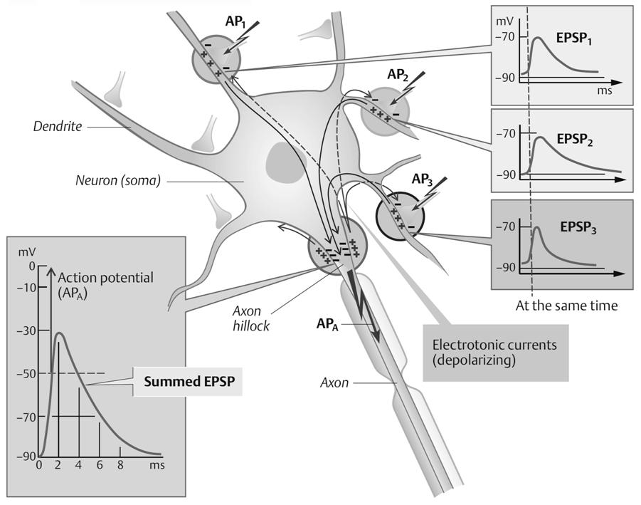 Térbeli (spatialis) szummáció: számos dendrit egyidejű elektrotónusos depolarizációja (EPSP 1-3) eljut a sejttestre és összegződik az