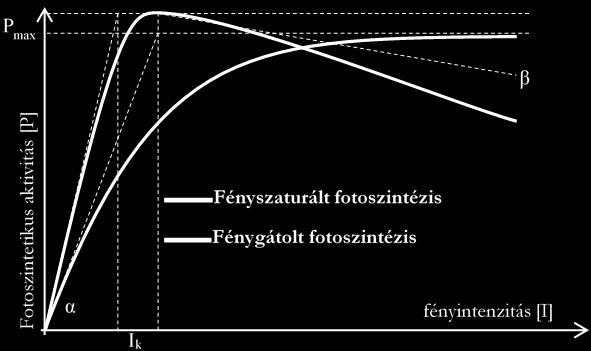 A fotoszintézis és fényintenzitás viszonyát az úgynevezett P-I (Photosynthesis - Irradiance) görbék szemléltetik a legjobban (2. ábra). 2.