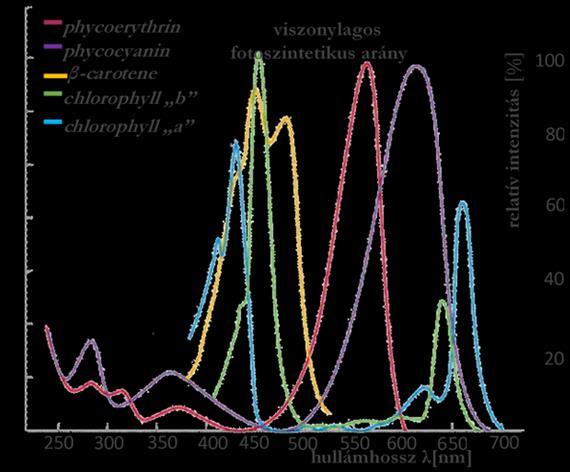 elkerülése, amely csökkenti a fotoszintézis hatékonyságát (Pulz O. 2001). Fotorespiráció általában akkor lép fel, ha a szén-dioxidhoz képest magas az oxigén koncentráció.