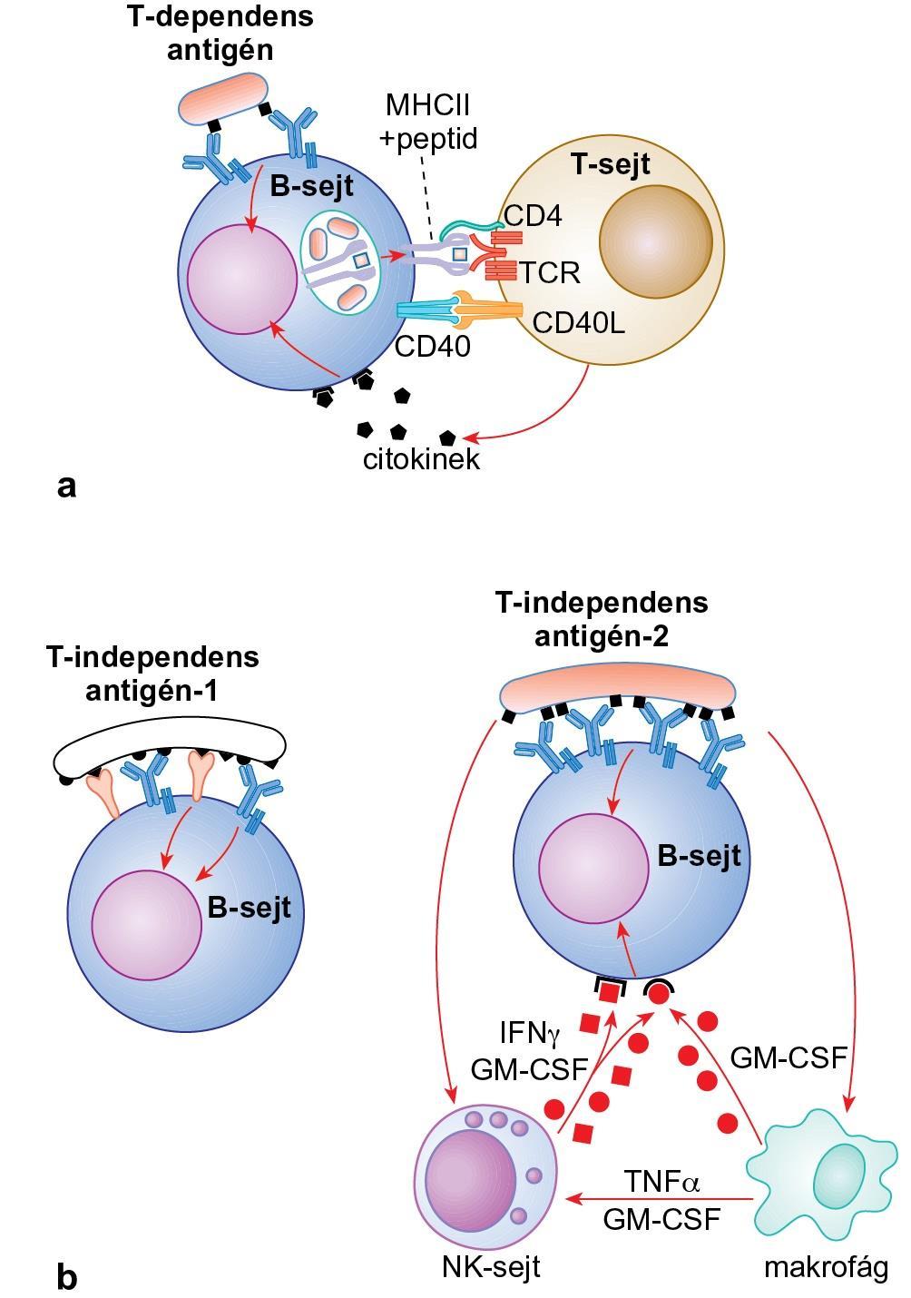A B-sejtek aktiválása T-dependens (TD) és T-idependens (TI) antigénnel I. A TD antigéneket (fehérjéket) a BCR felismeri, majd a BCR-antigén komplex internalizálódik.