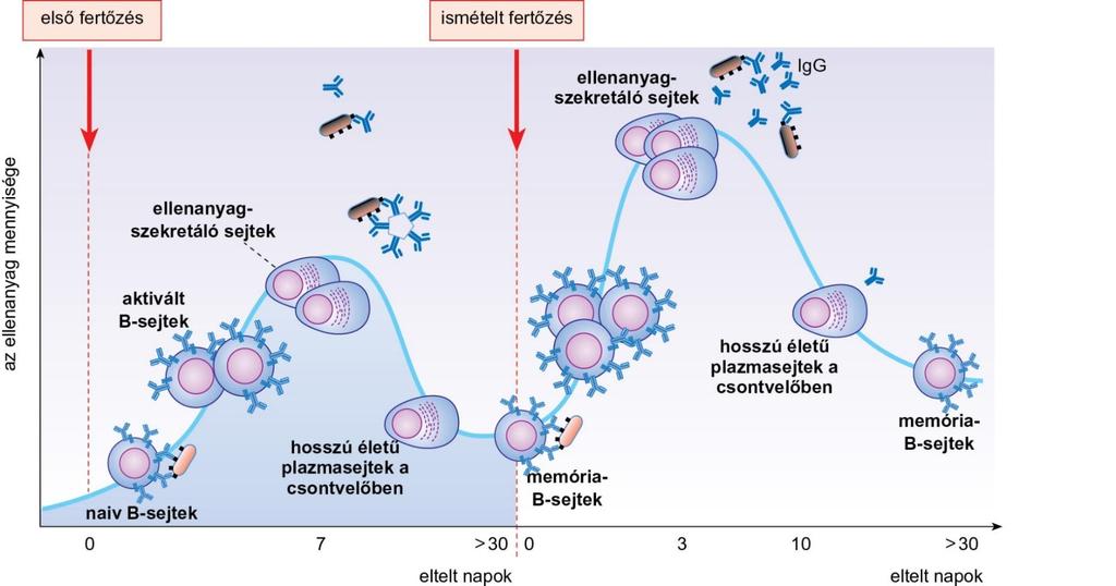 Az elsődleges és a másodlagos immunválasz A B-sejtek nagyon hatékony antigén-prezentáló sejtek más APC-kel összehasonlítva már 10 4-10 6 -szor kisebb antigén-koncentráció is elegendő az idegen