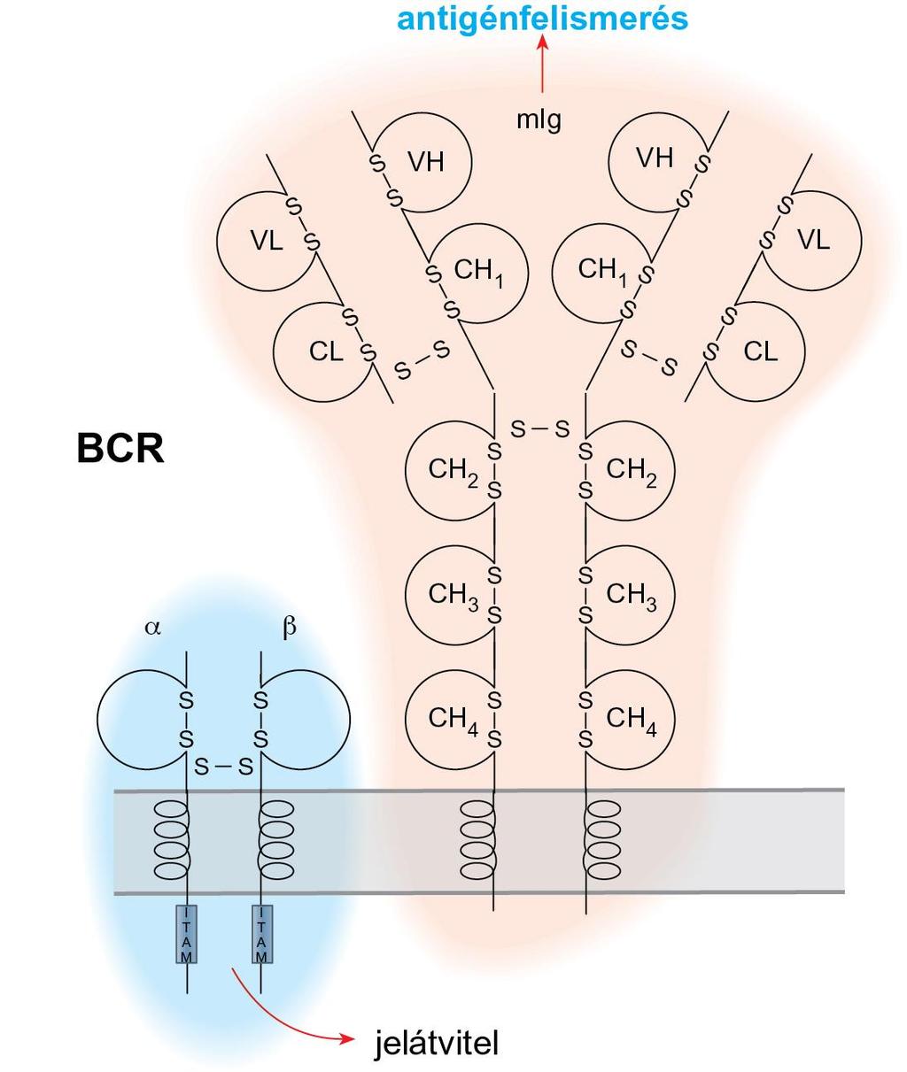 A B-sejtek antigén-felismerő receptorai, amelyek a sejtfelszíni immunglobulin molekulákból és az ezekhez kapcsolódó Ig-α-Ig-β heterodimer láncokból állnak, két funkciót látnak el: közvetítik az