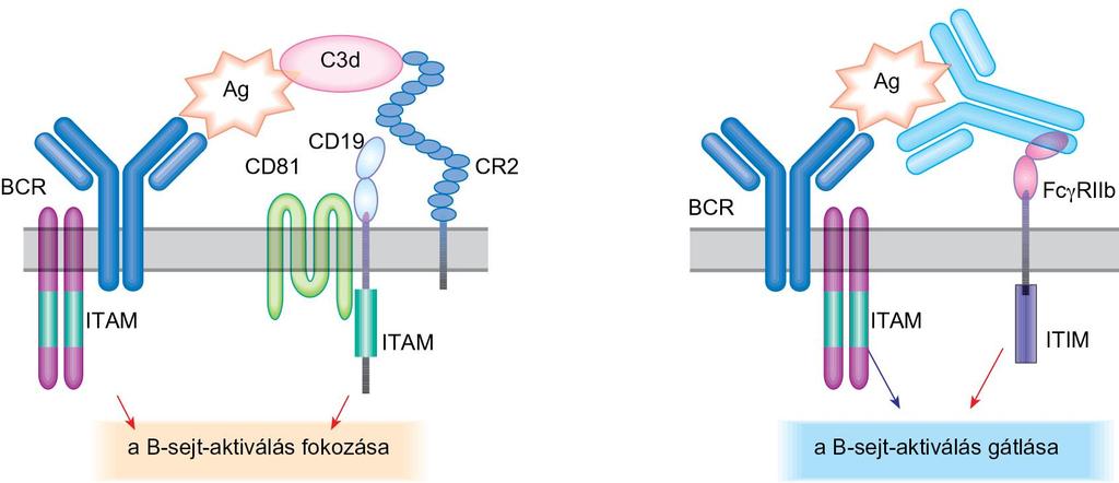 A BCR-en keresztül érkező stimulust és a B-sejtek általi antigén-prezentációt két további receptor is befolyásolja: a CR2 (CD21), amely a C3d-komplementfragmentumot köti meg és elősegíti a B-sejt