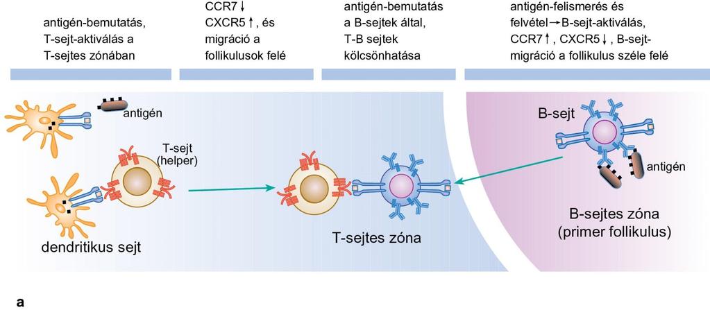 A B-sejtek migrációja és kölcsönhatása T-sejtekkel (a) Az egy adott epitópra specifikus B- és T-sejtek gyakorisága kicsi: 1:10 5-10 6, ezért e sejtek találkozását kemokinek segítik elő.