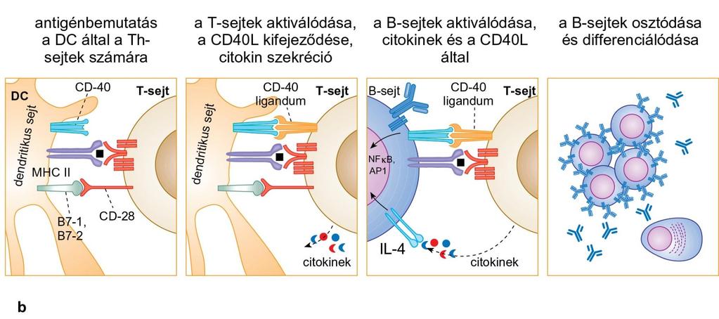 A B-sejtek migrációja és kölcsönhatása T-sejtekkel (b) A T-sejtekkel kapcsolatot létesítő antigén-bemutató DC-k B7-molekulái kölcsönhatásba lépnek a T- sejtek CD28-molekulájával.