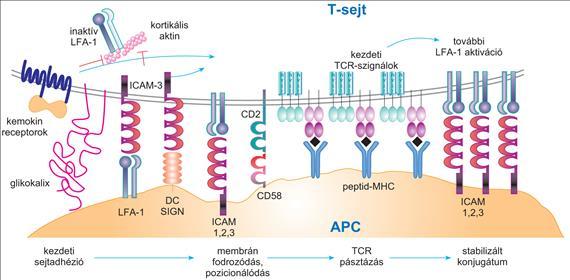 Az adott antigénre specifikus B- és T-sejtek között kialakuló immunológiai szinapszis lehetővé teszi a CD40-ligandum és más, T-sejt-felszíni molekula kapcsolódását a B-sejtek megfelelő molekuláihoz,