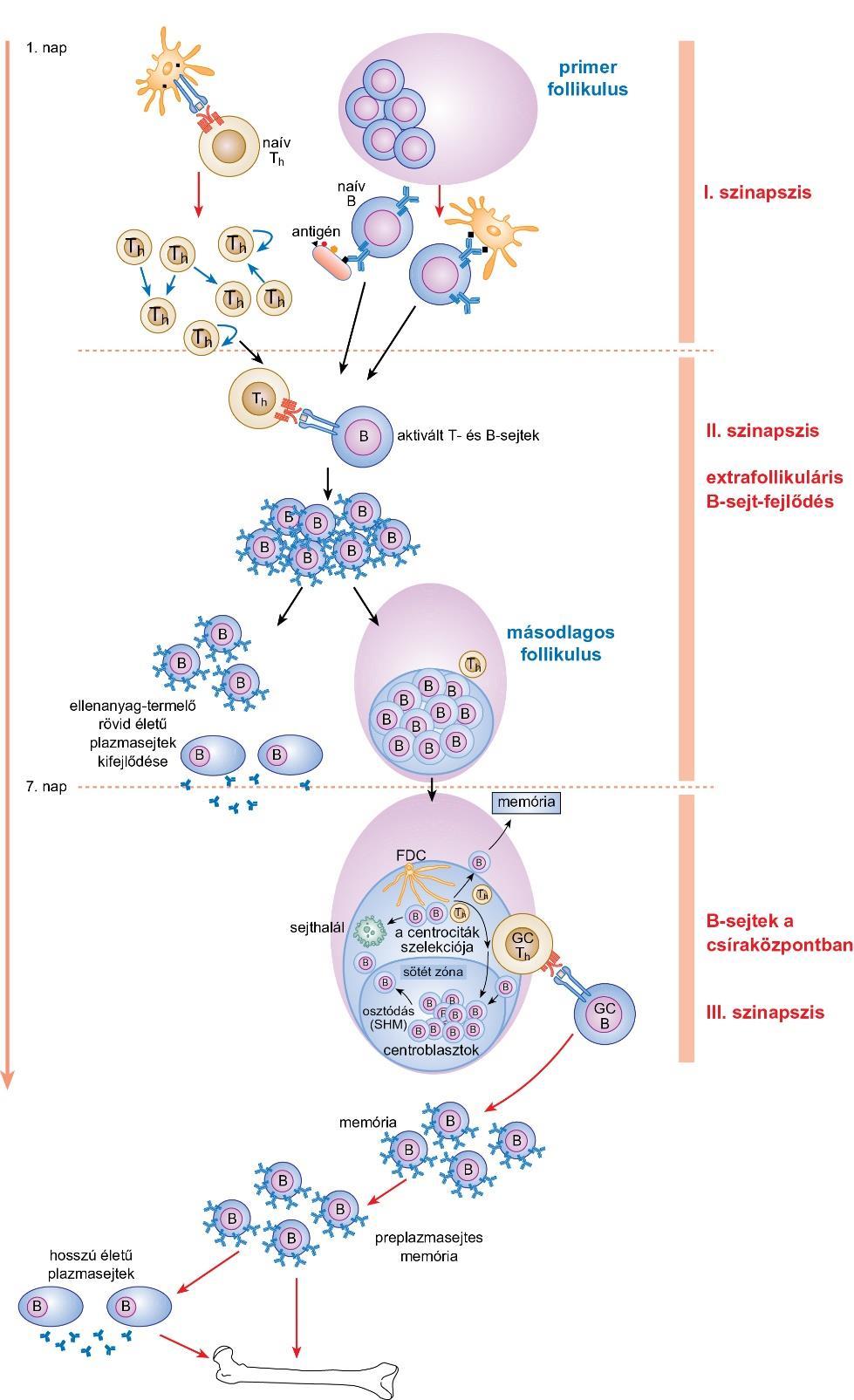 A csíraközpontok kialakulásához vezető sejtkölcsönhatások Szinapszisok Az aktivált B-sejtek többsége másodlagos follikulusokat képez, melyek sötét zónájában a centroblasztok intenzíven osztódnak.