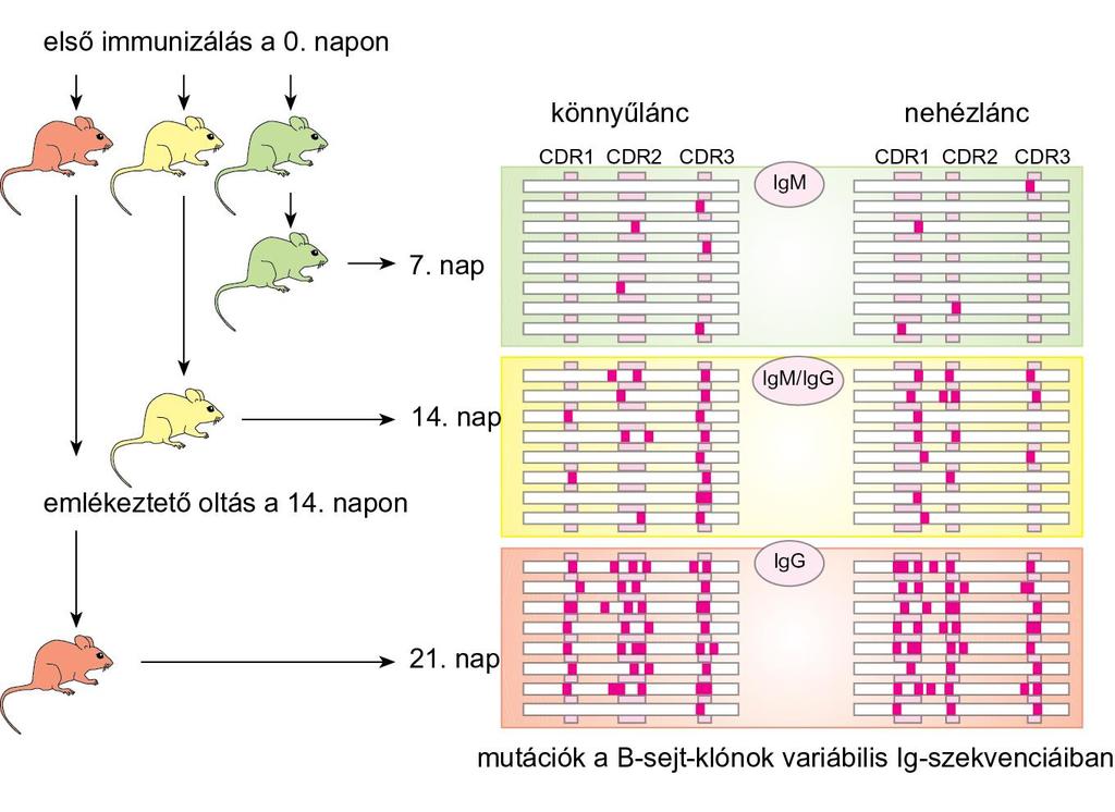 A V-gének szomatikus hipermutációja Egerek lépsejtjeiből hapténnel történő immunizálást követően a 7., 14. és újabb oltást követően a 21.